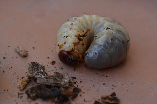 Oryctes nasicornis